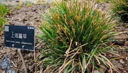 消失多年,突然重现上海!名字大有来头,上一次发现还是34年前