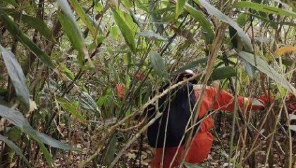 福建8岁男童失踪超60小时 119持续搜救