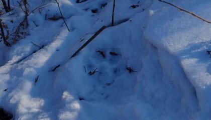 吉林有村民称自家狗被老虎叼走吃掉，雪地发现大脚印