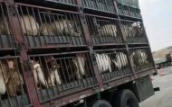 江苏养殖户称543只羊运到贵州遭羊贩盗卖，当地警方立案又撤案，镇政府：双方合作养羊，账目存在分歧引发纠纷