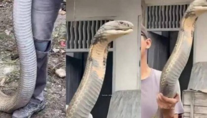 印度男子徒手抓巨型眼镜王蛇，网友：这是拼命演出吗