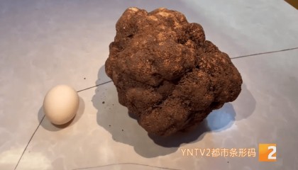 昆明一村民挖到1.7公斤超大松露！“看都看不够”
