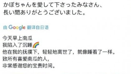 狗狗币原型Kabosu离世 狗币价格一度暴涨