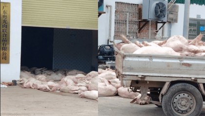 “死猪拉回来加工”,广东一肉联食品公司疑出现大量死猪,当地:已介入调查,暂未流入市场