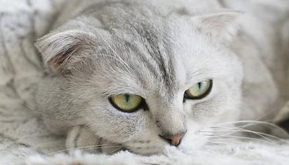特朗普对华开出条件：取消稀土限制，对美开放市场，中方表态意味深长