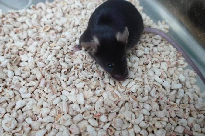 为4只“太空小鼠”取名，网友：从从、容容、游刃、有余……