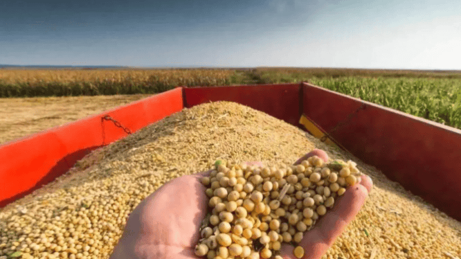 中方履约复购美国大豆,美却偷偷续 301 调查埋雷,特朗普政府直言:没占便宜就是吃亏,心态太流氓!