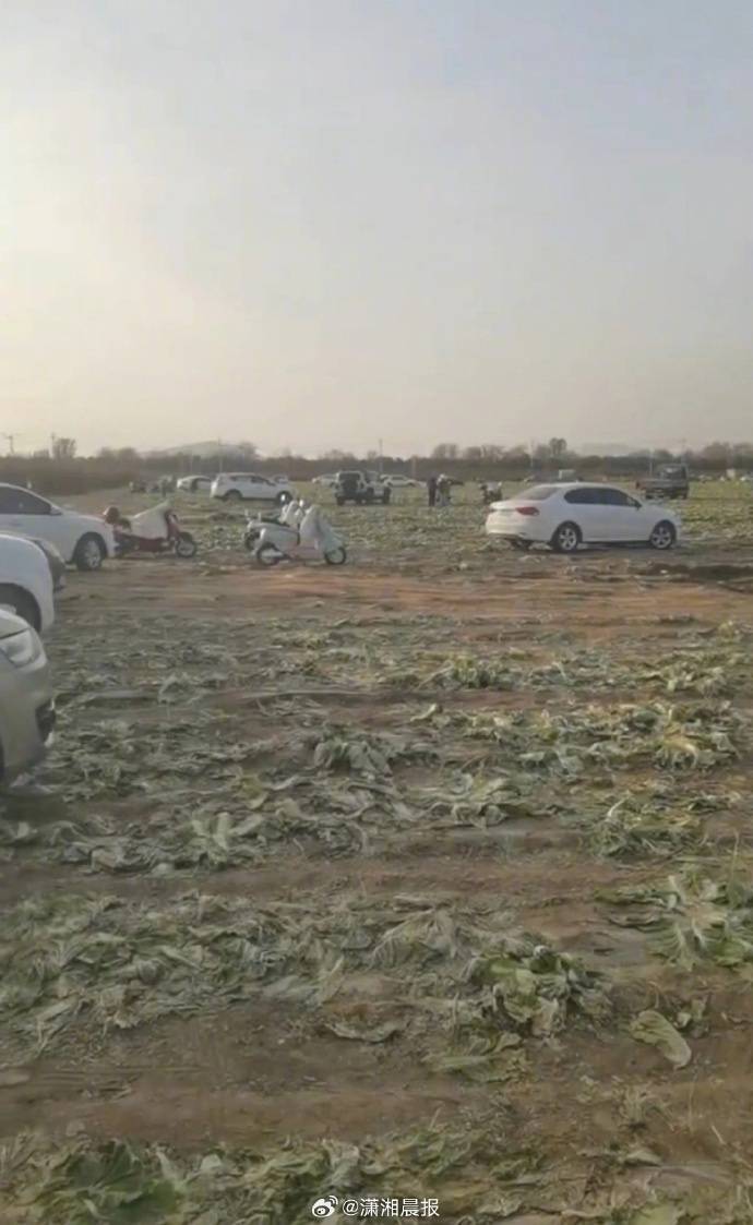 网民反映“因白菜免费视频,致使自己的白菜被他人采收”,官方通报:已成立联合调查组