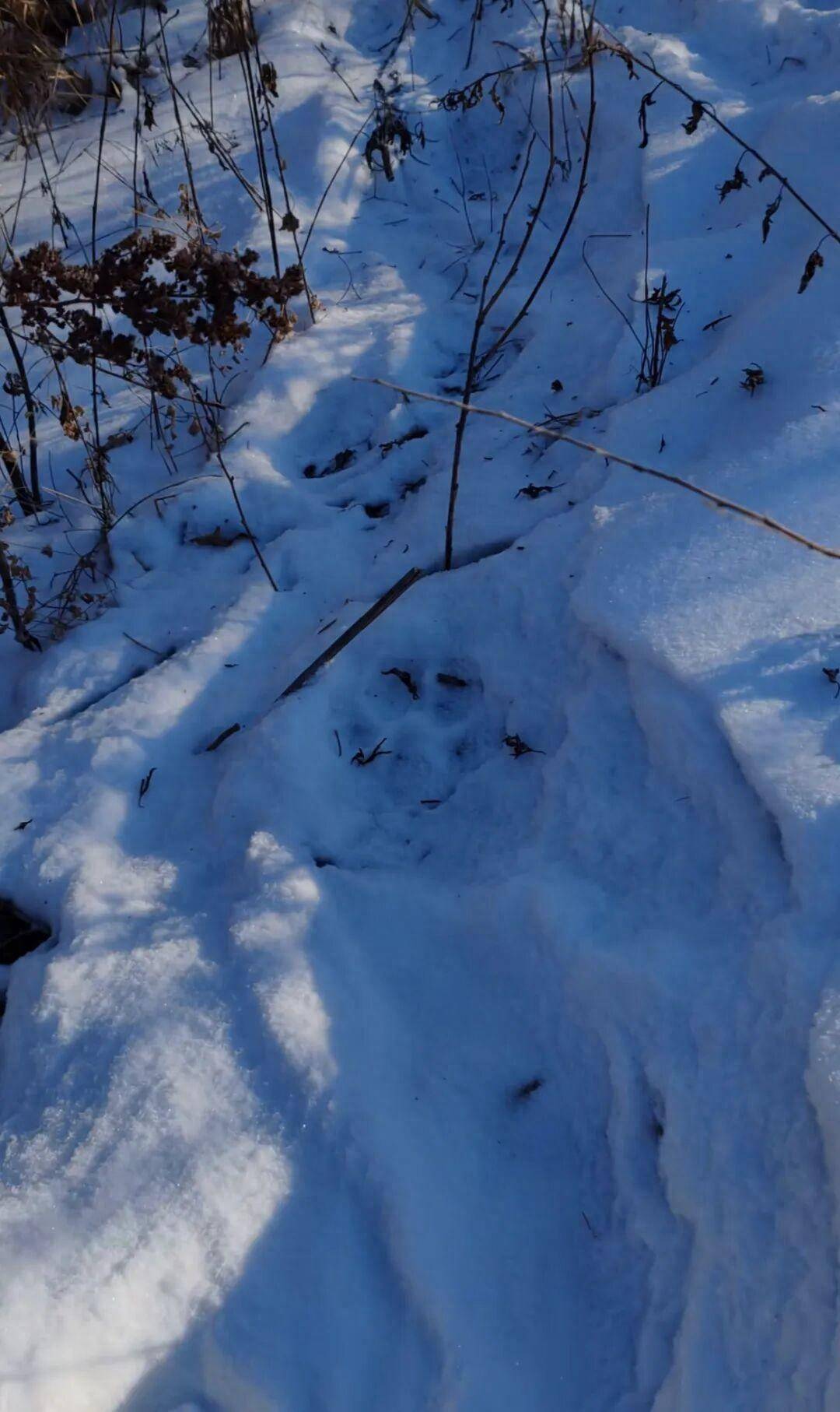 吉林有村民称自家狗被老虎叼走吃掉，雪地发现大脚印