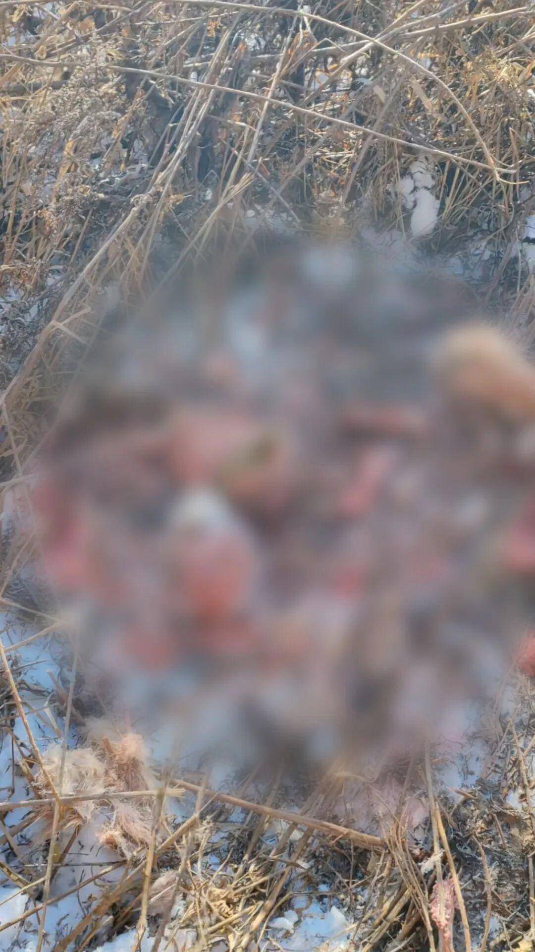 吉林有村民称自家狗被老虎叼走吃掉，雪地发现大脚印