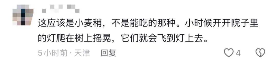 山东济南一广场突现“知了大军”密密麻麻，网友留言“你们咋不吃”